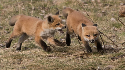 Fox Kits in Chase 