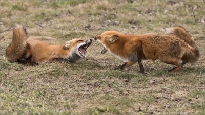 Female Foxes in a Dispute