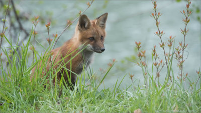 Fox Kit Hunting