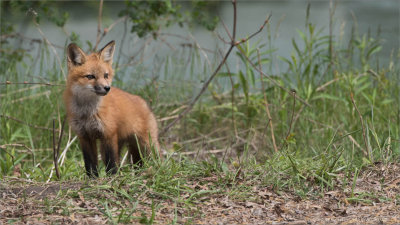 Red Fox Kit on an Adventure