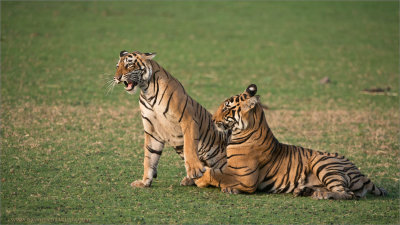Tigers in Play 