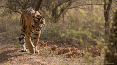 Tiger Hunting in India 
