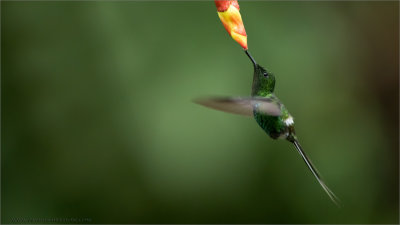 Green Thorntail Feeding