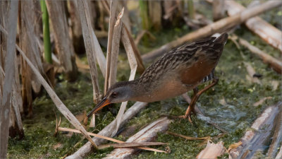 Virginia Rail with a snack!