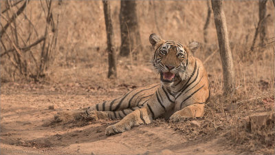 Tiger in India 