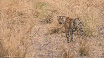 Royal Bengal Tiger in some long grass 