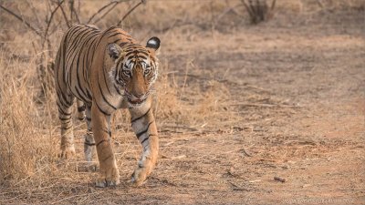 Royal Bengal Tiger on the Prowl 