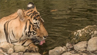 Thirsty Tiger 