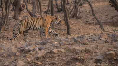 Royal Bengal Tiger on the Hunt 