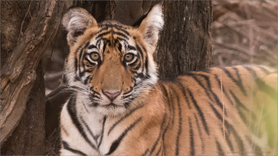 Tiger Cub - Ranthambore National Park
