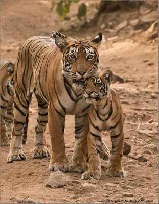 Tigress T60 and her Cub 