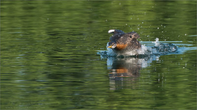 Red-necked grebe Lift Off 