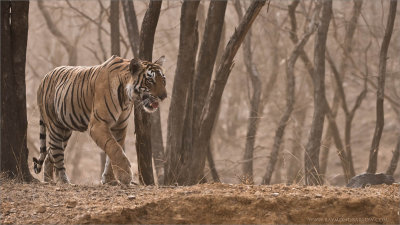 Tigress Arrowhead in India