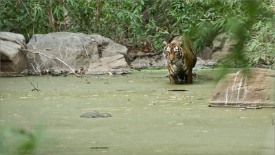 Tiger in the Swamp 