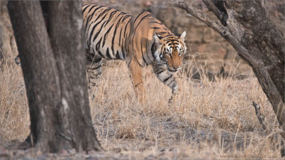 Tigress Arrowhead on the Prowl 