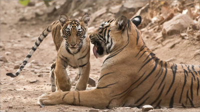 Tigress T60 and her Cub