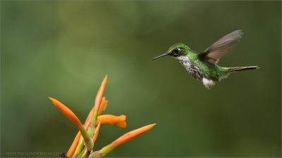 Female Booted racket-tail in Flight