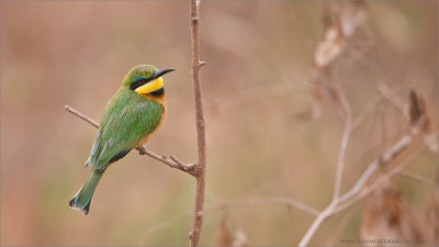 Little Bee-eater in Tanzania