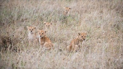 Lion Cubs in Formation 
