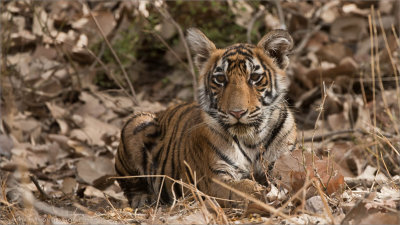 Tiger Cub in India 