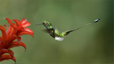 Male Booted racket-tail in Flight