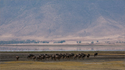 Wildebeests in the Ngorogoro Crater 