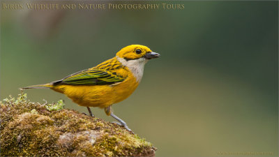 Silver-throated tanager 