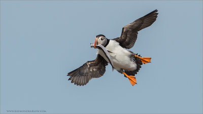Puffin in Flight with Catch 