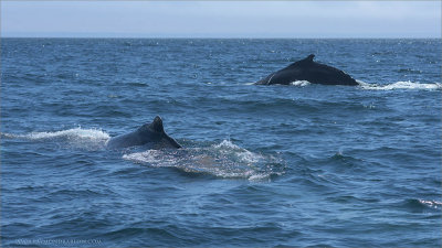 Humpback Whales - Newfoundland