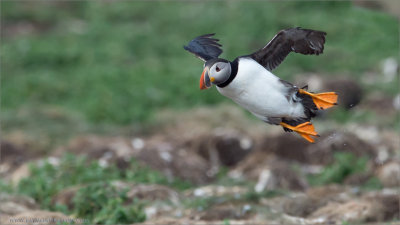  Incoming Puffin - Newfoundland