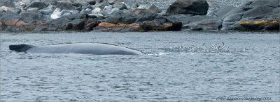 Humpback and some Capelin