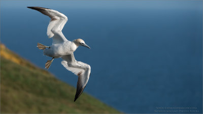 Northern Gannet - Newfoundland