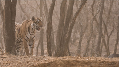 Tiger on the Hunt in India 