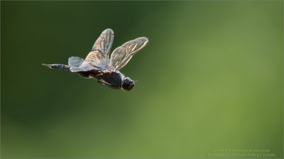 Dragonfly in Flight 