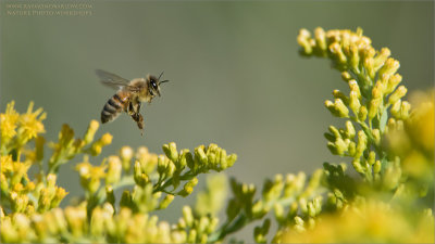 Honey Bee in Flight 