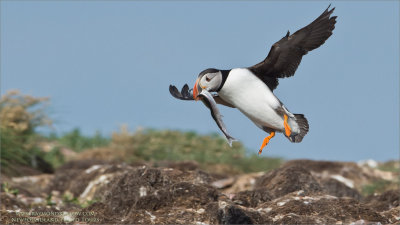 Puffin in Flight with Lunch