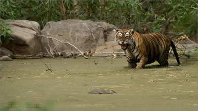 Angry Tiger 