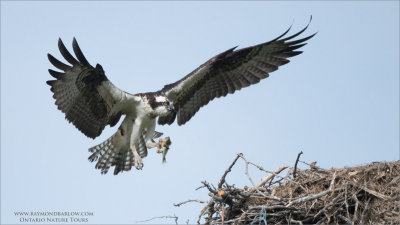 Osprey Landing with Catch 
