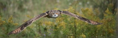 Turkmenian Eagle Owl in Flight 