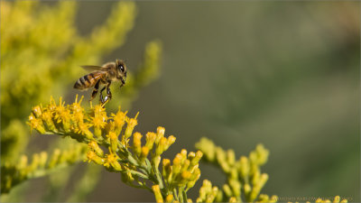 Honey Bee Lift Off 