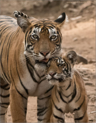  Tiger Family 