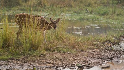 Spotted Deer - Tiger Prey in India Sending a Warning Call!