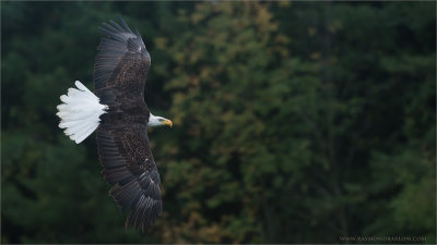 Bald Eagle in Flight (falconers bird)