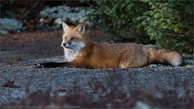 Red Fox resting.