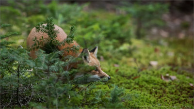 Red fox Hunting 