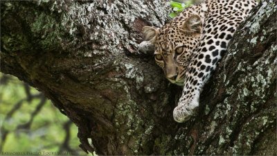 Sleepy Leopard in Tanzania