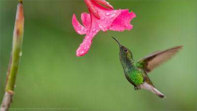 Coppery Headed Hummingbird 