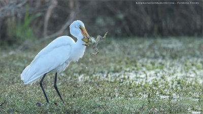 Great Egret and Great Frog - Florida