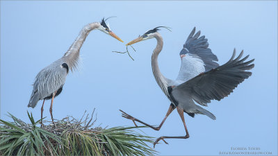 Great Blue Herons Nesting - Florida 