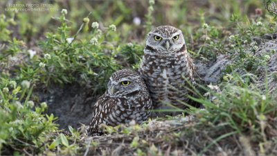 Burrowing Owls - Florida
